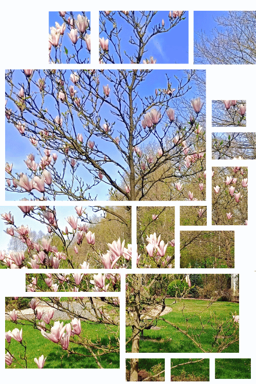 rytual-na-wiosne-harmonium-biala-magnolia